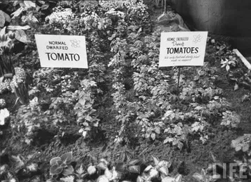 suppressed_atomic_crops6.jpg